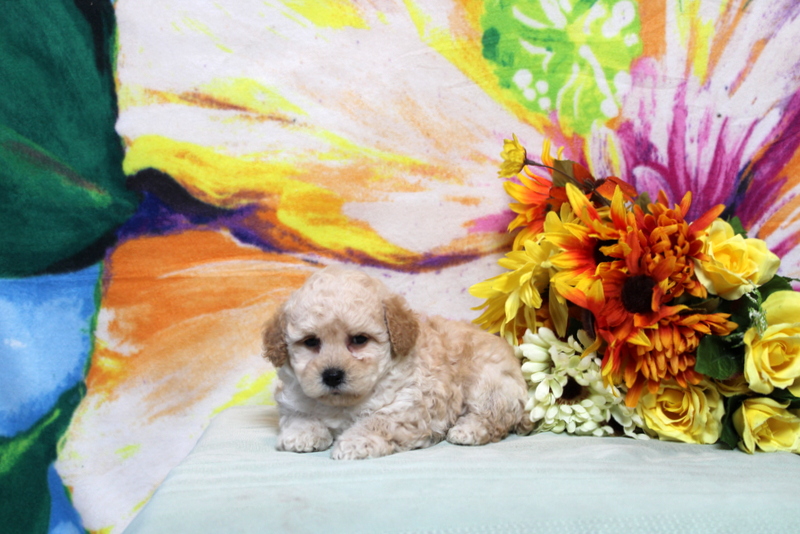 puppy, for, sale, Toy Poodle, Matthew B. Stoltzfus, dog, breeder, Gap, PA, dog-breeder, puppy-for-sale, forsale, nearby, find, puppyfind, locator, puppylocator, aca